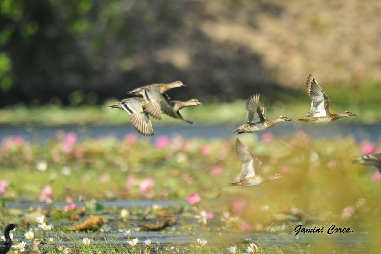 Captain'S Bird Safari Lodge Puttalam Kültér fotó
